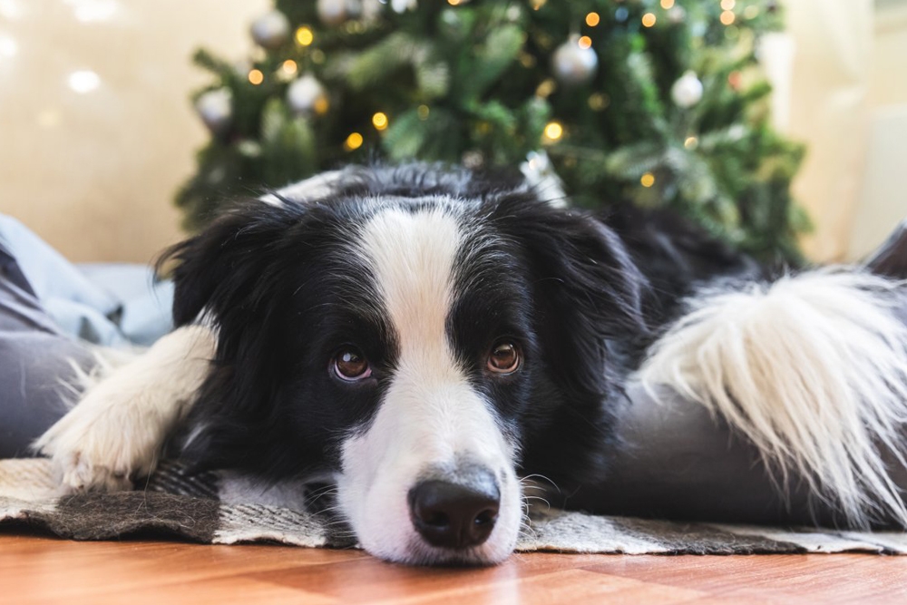 Las actividades navideñas y las visitas familiares pueden estresar a los perros.