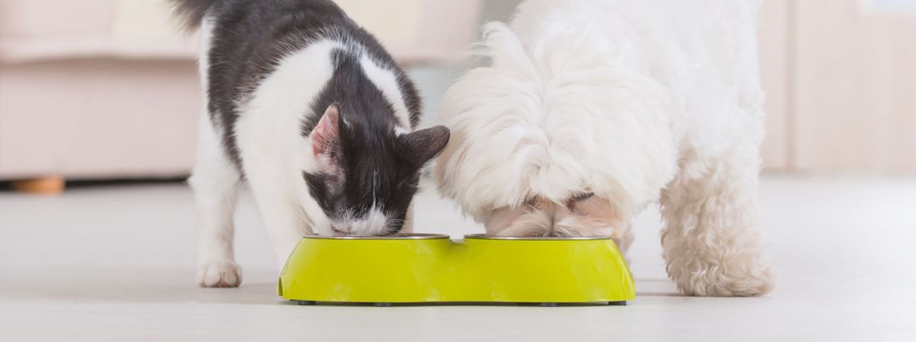 Los perros y gatos prefieren nutrientes distintos a las proteínas