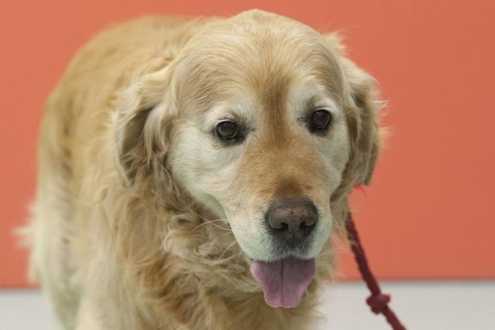 Los investigadores consideran que los veterinarios que tratan perros mayores deben ser conscientes de la correlación.