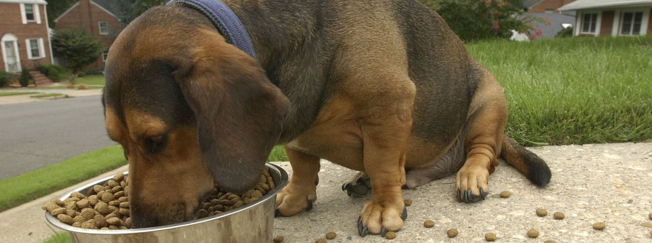 Más proteína y menos hidratos para prevenir la obesidad en mascotas