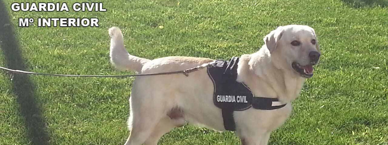Analizan el olfato de perros policía de España para la investigación criminal