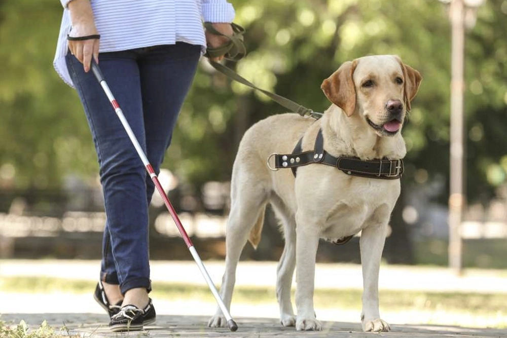 Los perros guía proporcionan plena autonomía y movilidad a las personas ciegas al convertirse en los ojos de quien no puede ver.
