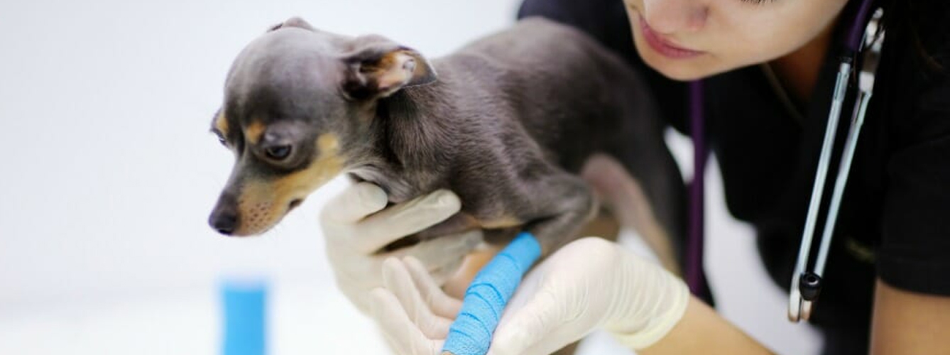 El seguimiento veterinario de las heridas en animales de compañía es indispensable.