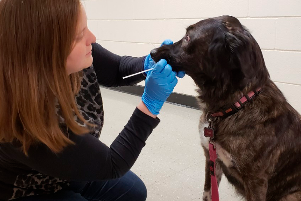 Investigadores españoles han evaluado la posibilidad de detectar anticuerpos de Leishmania en muestras de saliva en perros.