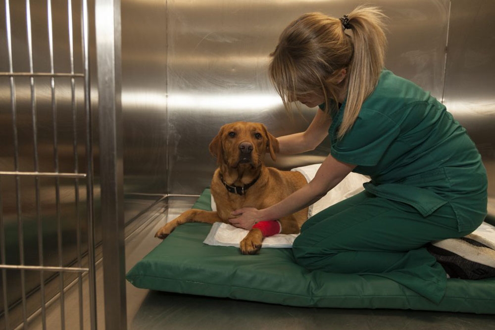 La presencia de diarrea aumentó el periodo de hospitalización de los perros con leishmaniosis canina.