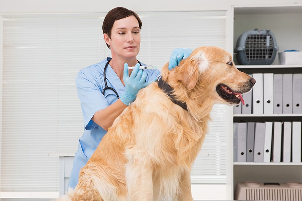 Estudian la eficacia terapéutica y farmacocinética de la inyección de cannabidiol liposomal en perros con osteoartritis natural.