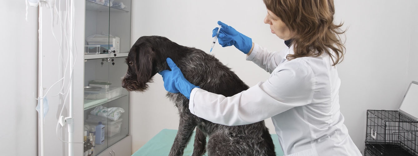 El sector de analgésicos veterinarios crecerá un 8,2% anual hasta 2025