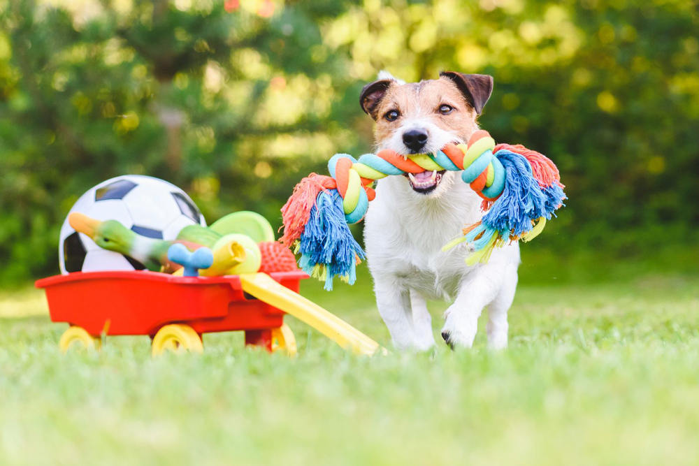 Cuando los perros juegan con un juguete prestan atención a sus diferentes características y registran la información utilizando múltiples sentidos.