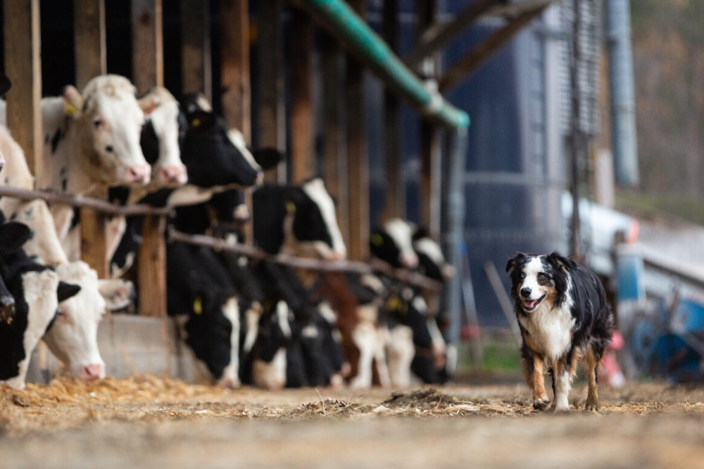 La perra vivía en una granja lechera holandesa con ganado vacuno y ovino.
