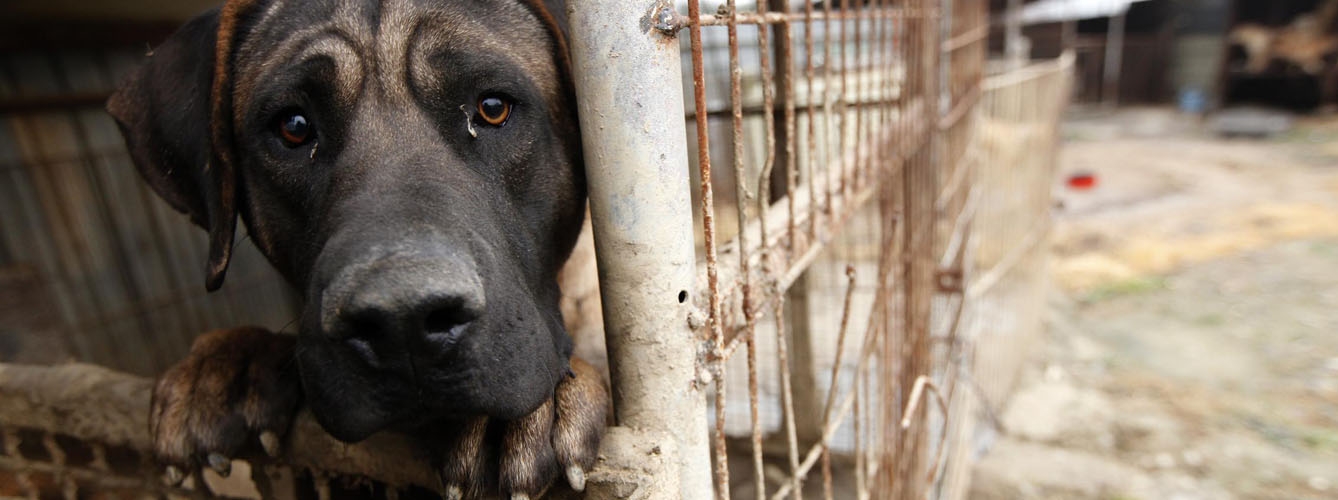 Estados Unidos, más cerca de una ley federal contra el maltrato animal