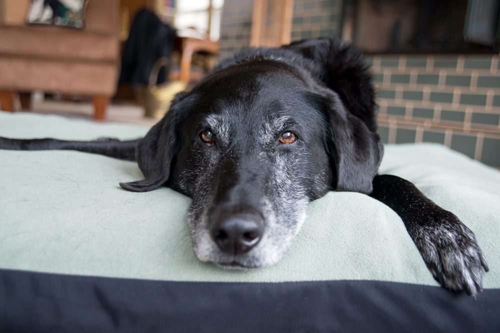 La edad fue el factor de riesgo más determinante para que los perros sufrieran osteoartritis.