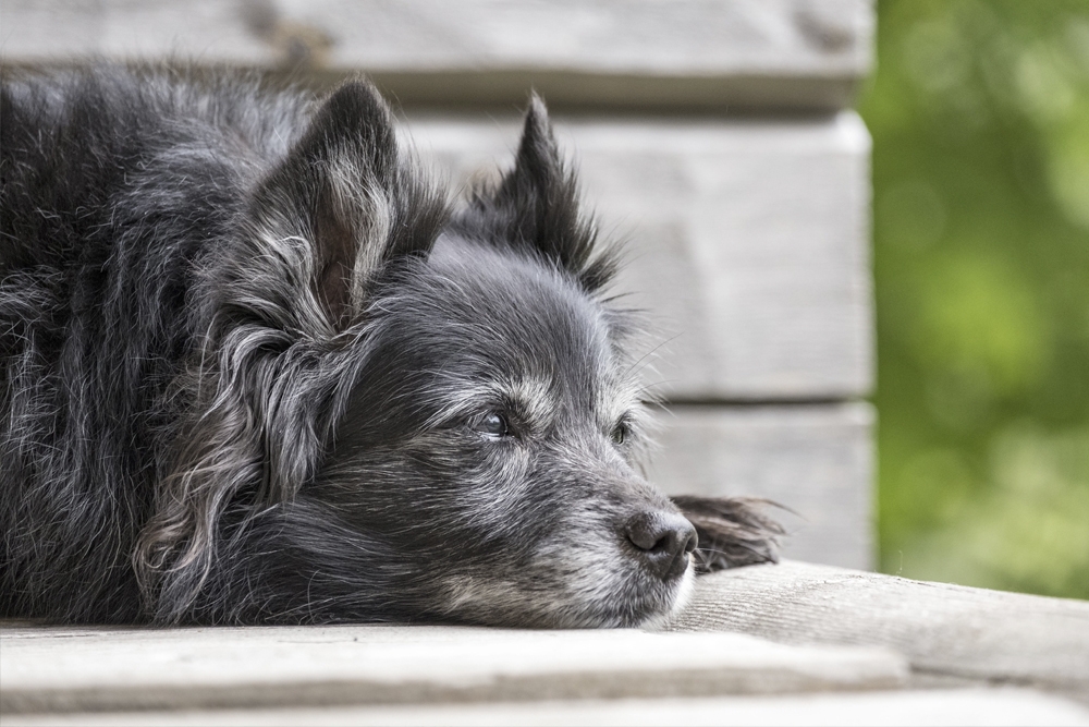 Los perros viven cada vez más y esta situación viene acompañada de una mayor prevalencia de enfermedades asociadas al envejecimiento.
