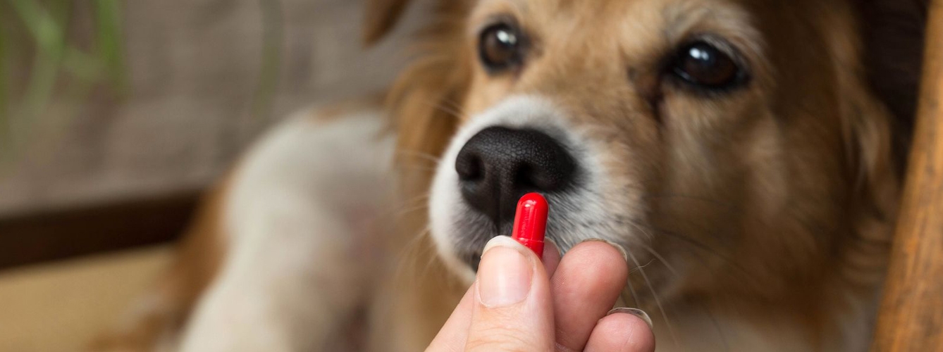 La disminución de la resistencia a los antibióticos en los perros fineses concuerda con que la venta de antibióticos orales para animales de compañía se ha reducido a la mitad desde 2011.