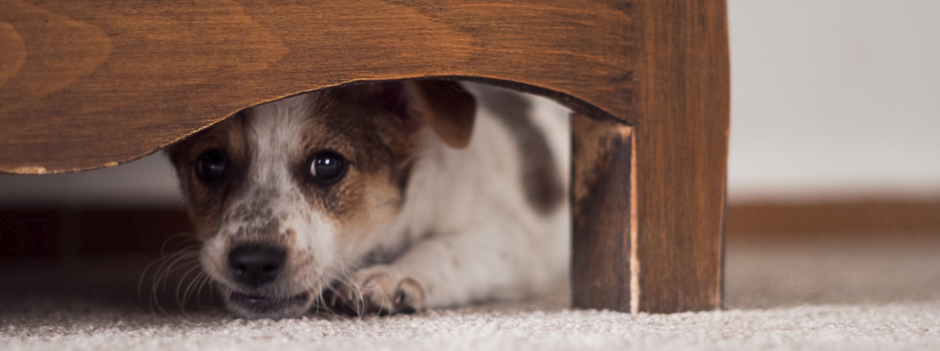 Consejos veterinarios contra el miedo a los ruidos en las mascotas