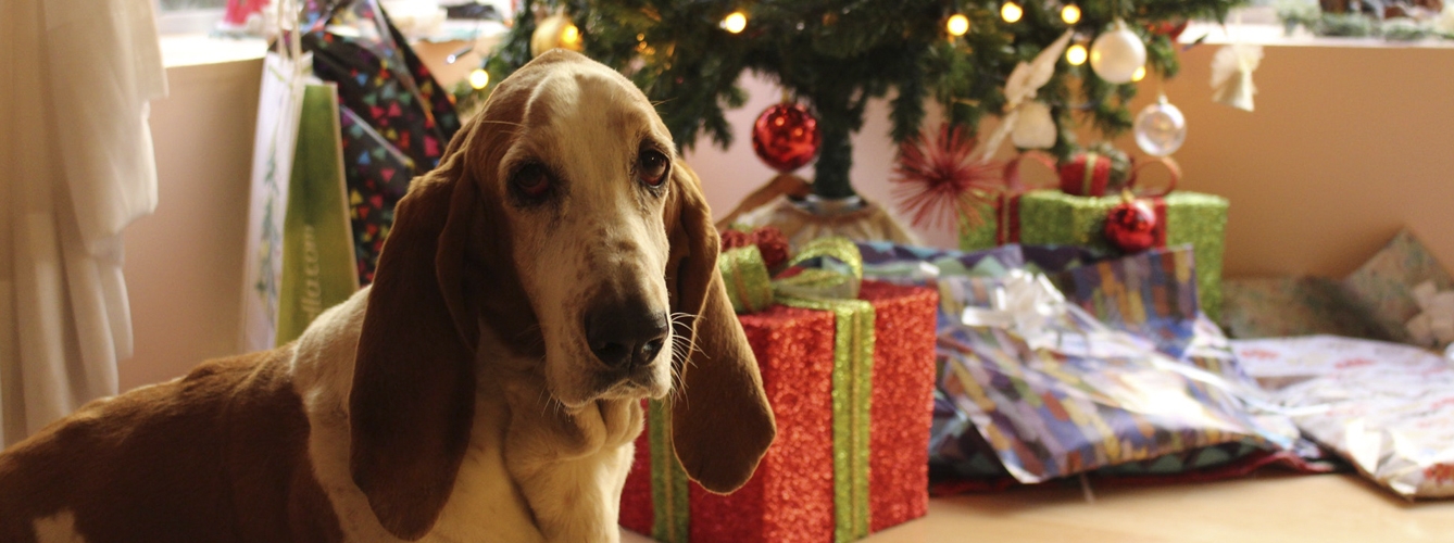 El Gobierno pide responsabilidad al regalar mascotas esta Navidad
