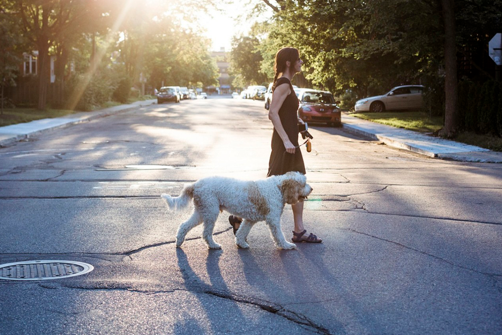 Los veterinarios recomiendan pasear a los perros por la mañana temprano o a última hora para evitar los golpes de calor.