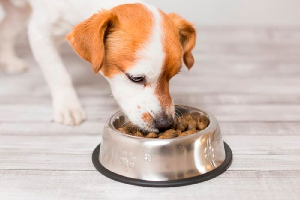 Desde Fediaf insisten en que los alimentos para mascotas de fabricantes de renombre tienen garantías nutricionales, de calidad y seguridad.