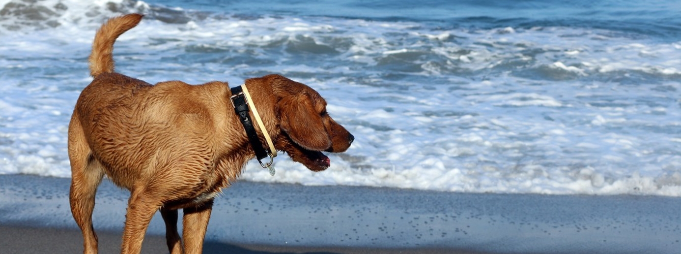 Alertan de los riesgos sanitarios en las playas para perros