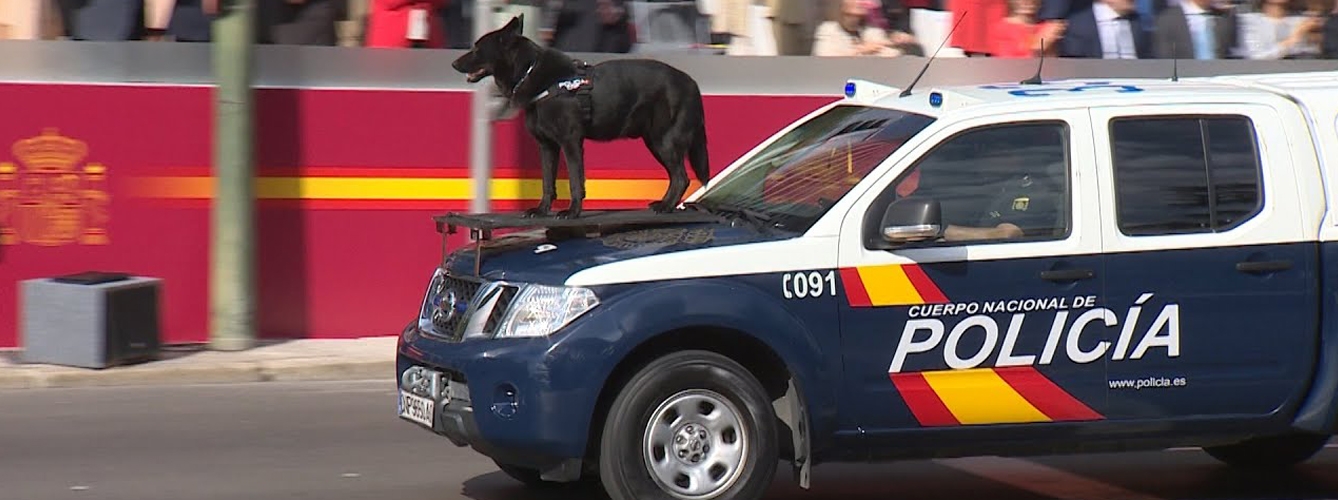Más de 30 de perros se incorporarán al Cuerpo Nacional de Policía