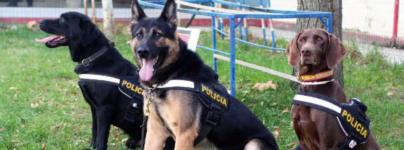 Piden a la ONU que haya un día mundial para perros policía