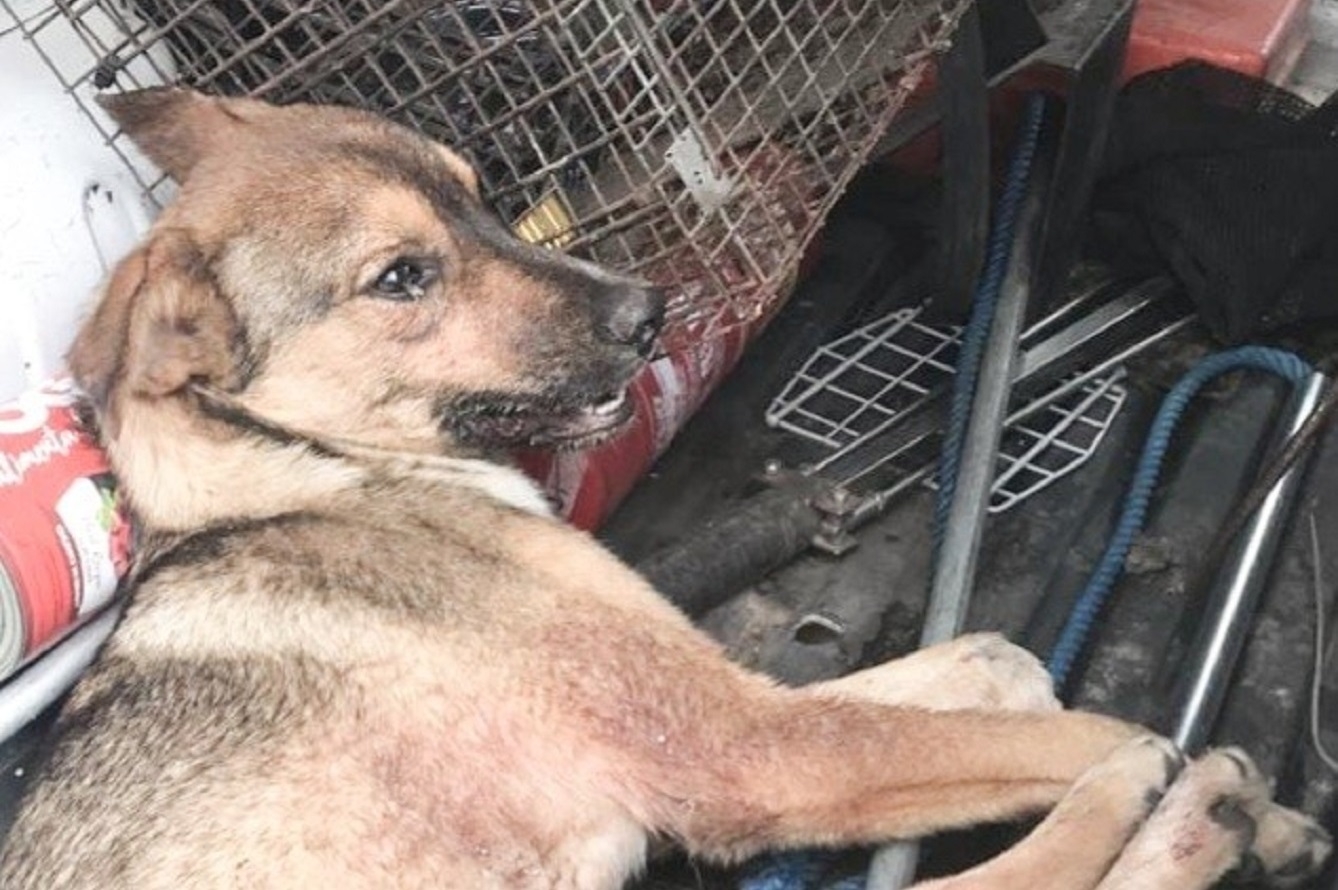 Imagen del octavo caso de rabia en un perro en Melilla desde septiembre de 2021.
