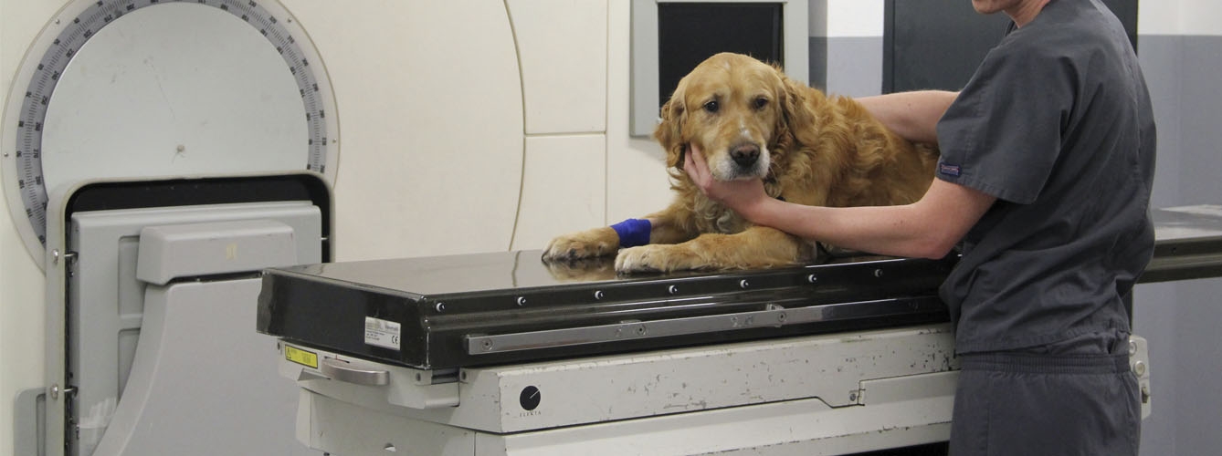 Un veterinario prepara a un perro para una sesión de radioterapia.