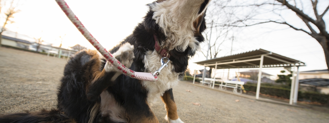 Un estudio apunta la complejidad de las causas de la dermatitis canina