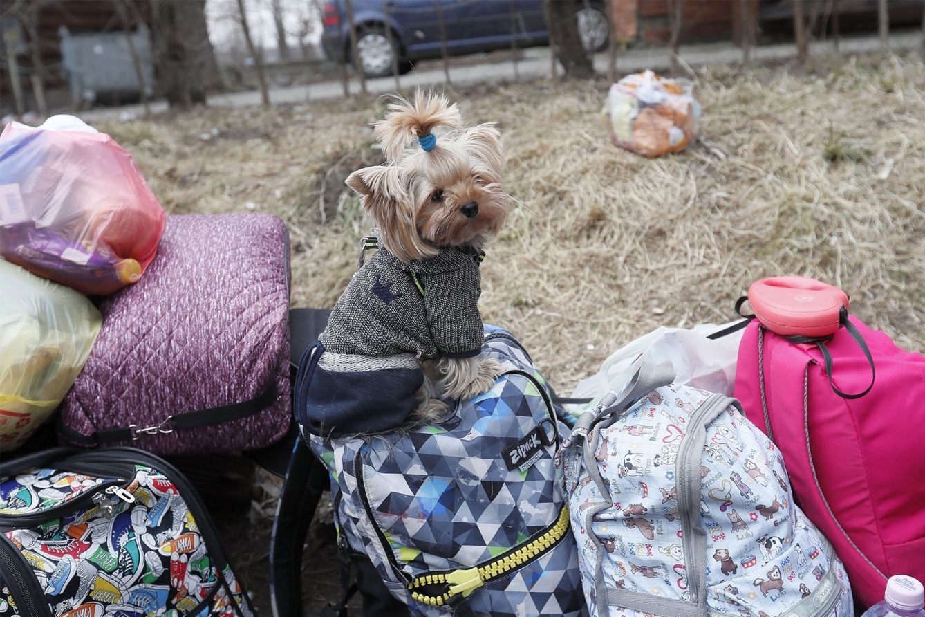 Los animales de compañía que lleguen a España con los refugiados de Ucrania deberán cumplir una serie de requisitos con especial atención a la rabia. EPA PHOTO.