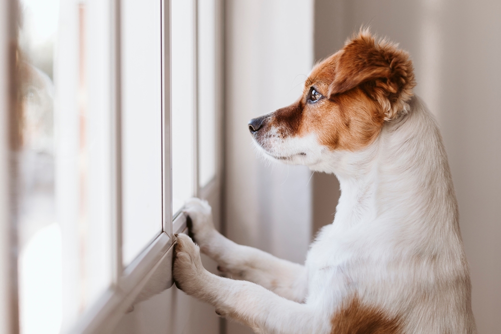 Las vocalizaciones excesivas cuando los perros se quedan solos en casa pueden pasar inadvertidas para sus propietarios.