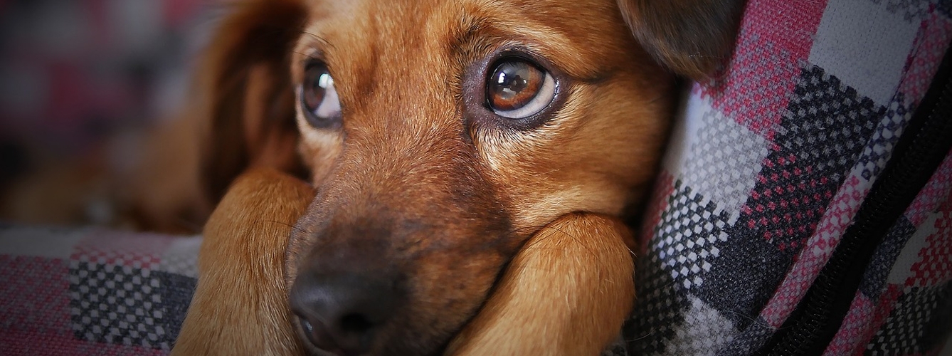 El refuerzo negativo puede provocar estrés y miedo constante a los perros