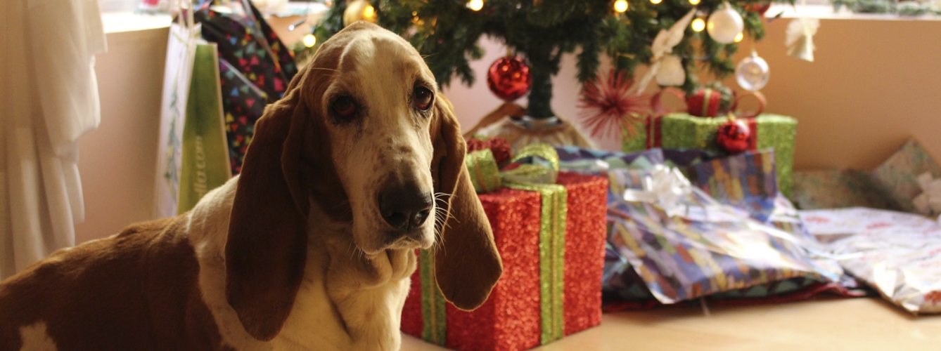 Es importante tener en cuenta que la Navidad puede ser un periodo estresante para los animales de compañía.