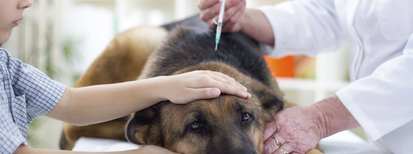 El sector veterinario recuerda la importancia de vacunar a los animales