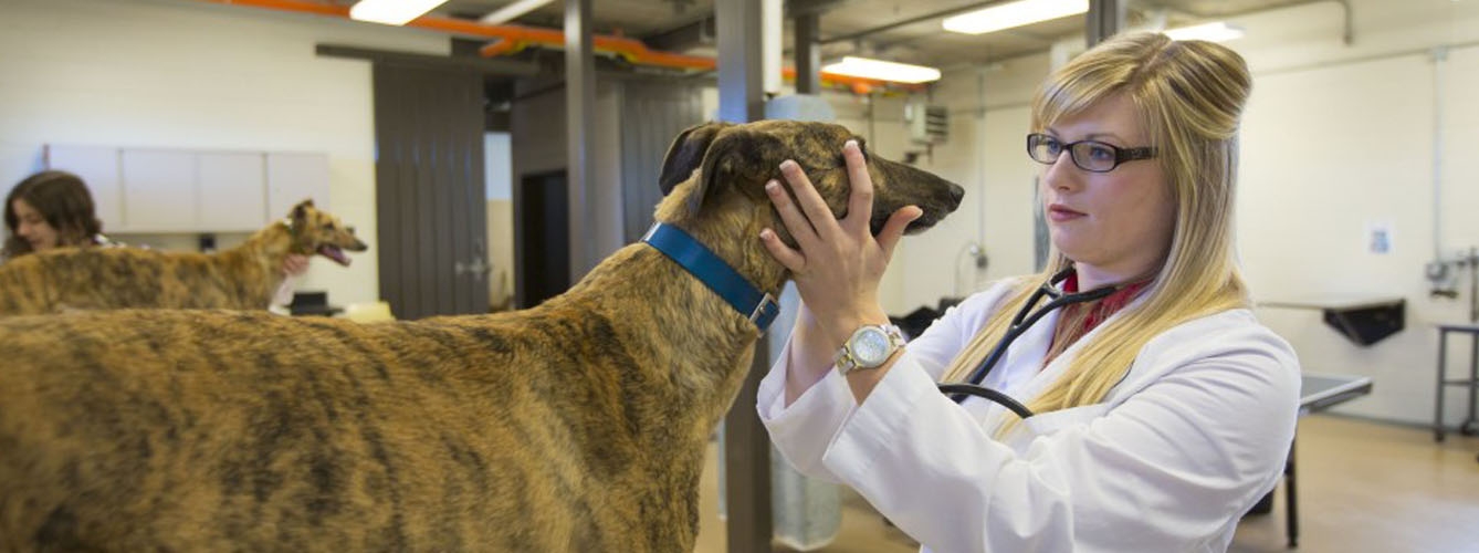 Aumentan los precios de los servicios veterinarios tras el verano