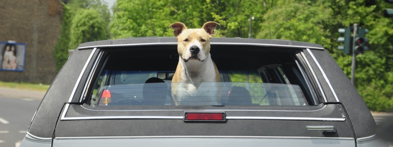 Consejos para viajar con tu perro en el coche 
