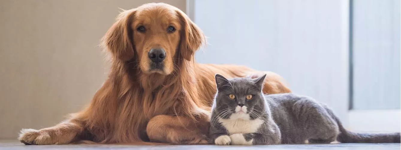 Veterinarios señalan un aumento de esperanza de vida de perros y gatos