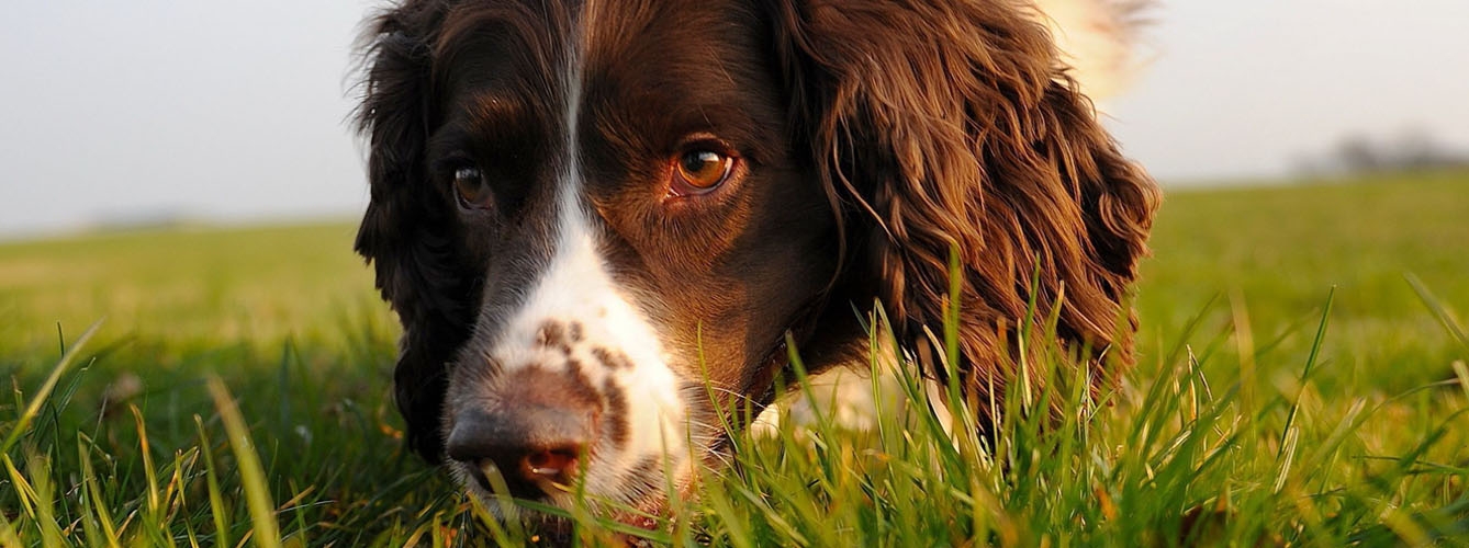 Los perros de rastreo se convierten en “buscadores de mascotas”