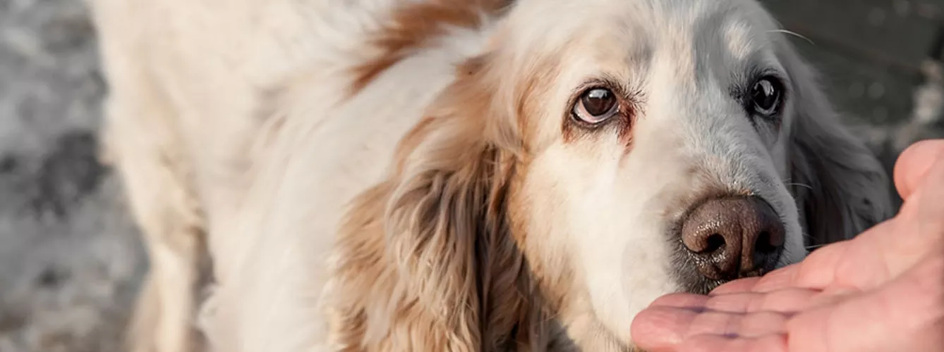 Demuestran que los perros detectan la epilepsia mediante el olfato