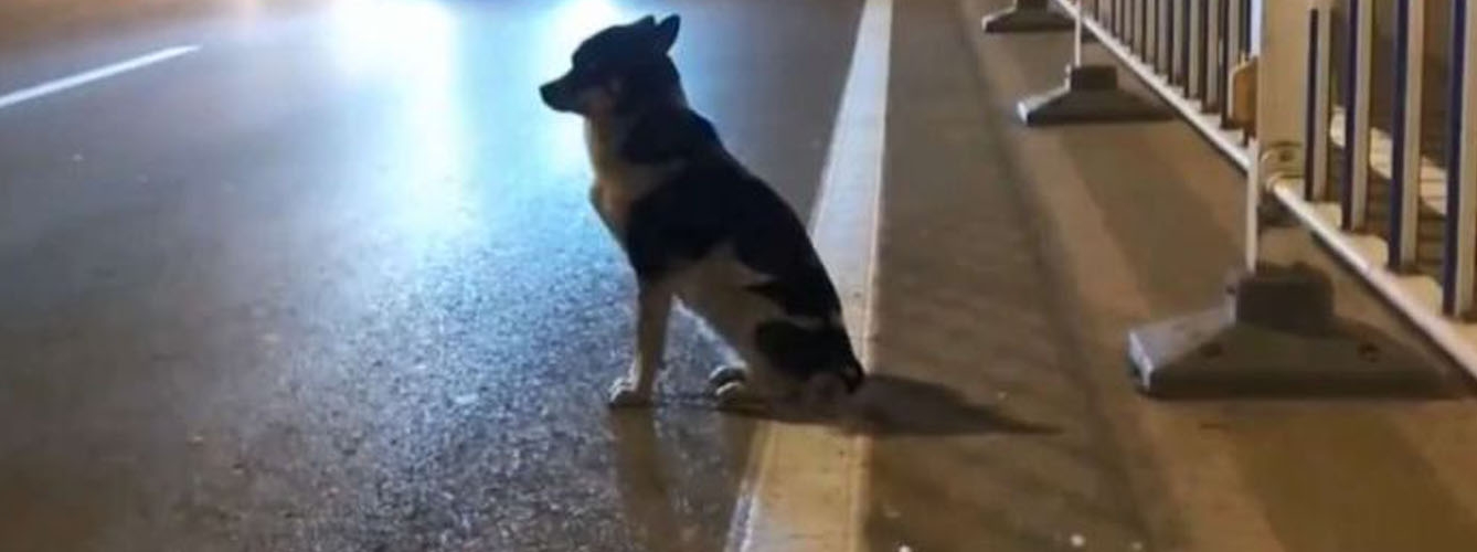 Un perro espera durante 85 días a su dueña en la carretera donde murió