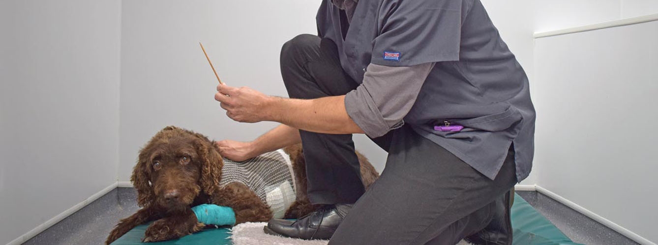 El veterinario Henry L'Eplattenier sosteniendo el pincho que sacó del pecho de Bessie. Imagen: Southfields Veterinary Specialists.