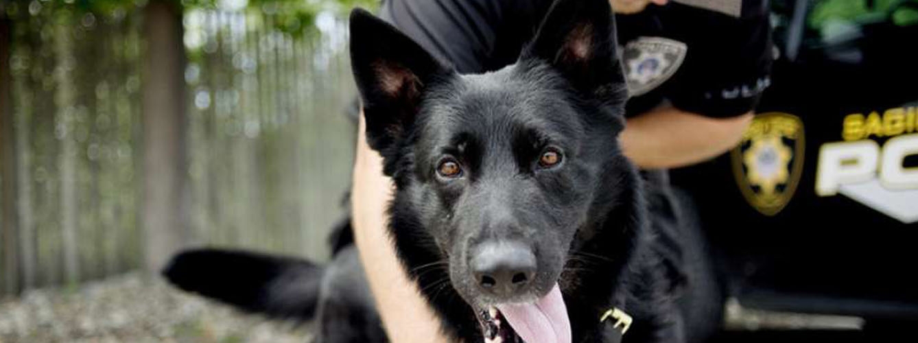 Veterinarios forman a agentes para asistir a sus perros policía
