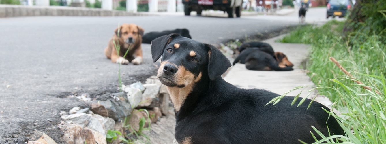 Los perros callejeros están muy parasitados, lo que podría estar relacionado con el acceso incontrolado a fuentes potencialmente infecciosas y con la ausencia de tratamientos antiparasitarios.
