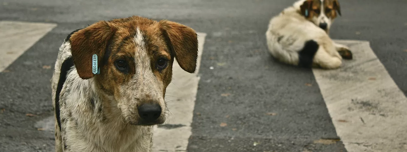En España hay más de 800.000 perros callejeros