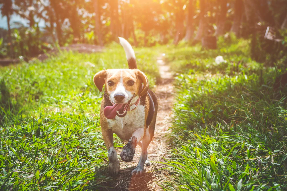 Los veterinarios recomiendan no bajar la guardia con el calor en primavera ya que también puede tener efectos negativos para las mascotas.