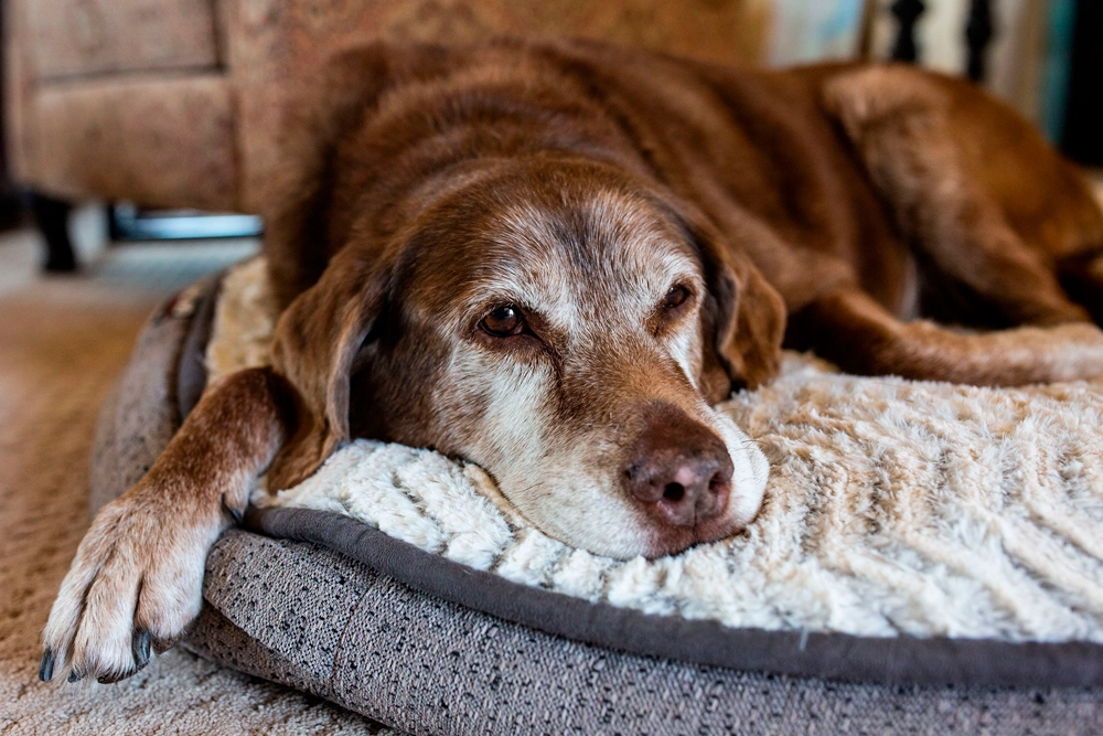 Los perros de mayor edad que tienen demencia tienen problemas de sueño.