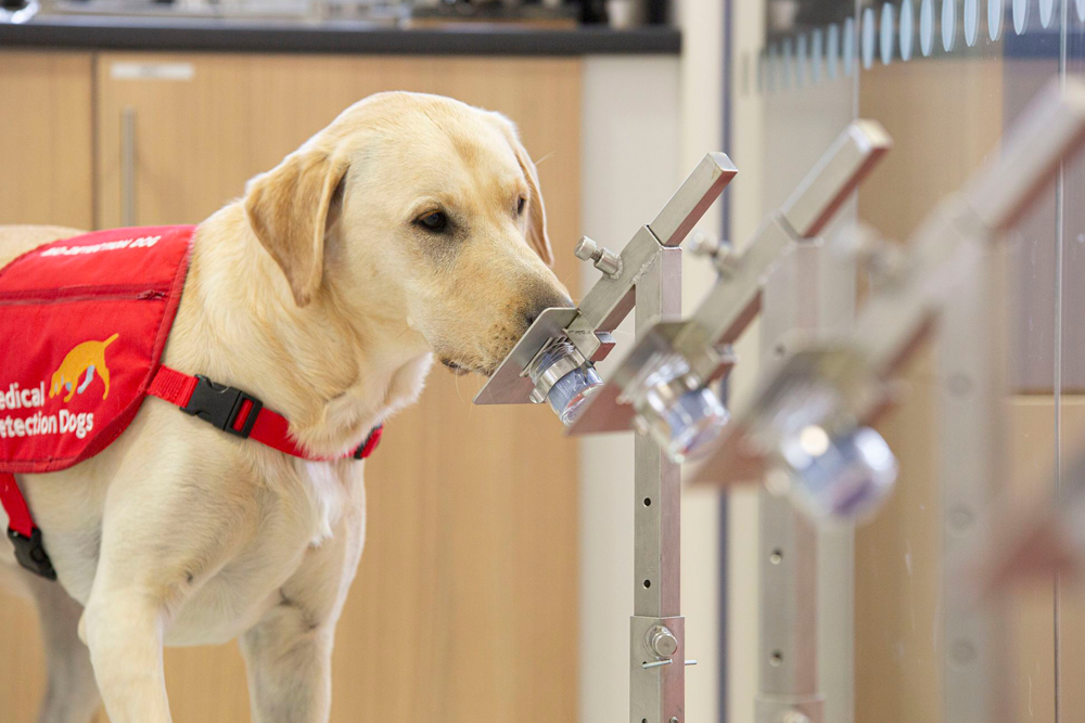 Los perros pueden ser entrenados para detectar diferencias en el olor entre muestras de saliva de otros perros con cáncer y sanos.