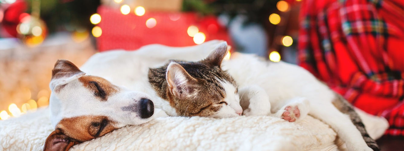 Gracias al uso de feromonas se puede minimizar el estrés de los perros y gatos ante los ruidos de la Navidad, incluidos los petardos y fuegos artificiales que eventualmente oigan en Año Nuevo. 