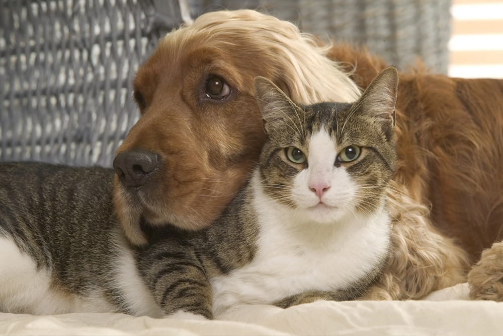 Los gatos de vida libre expuestos a Leishmania pueden generar una respuesta inmune similar a los perros.