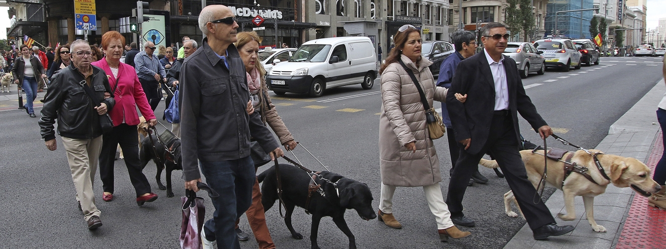 Los perros guía cruzan la emblemática Gran Vía de Madrid. 