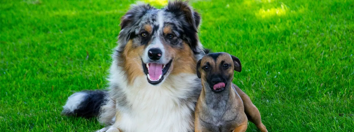 Las pruebas genéticas de salud en perros comienzan a extenderse