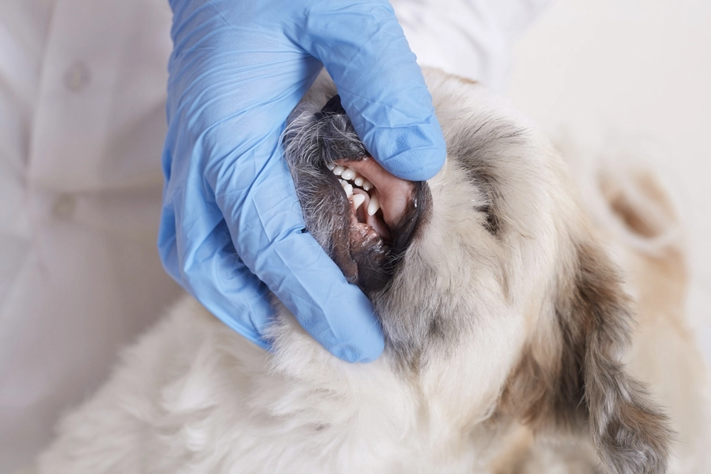 Los perros pequeños tienen dientes proporcionalmente más grandes y más tendencia a enfermedades dentales.